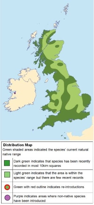 Distribution map of slow-worms in the UK