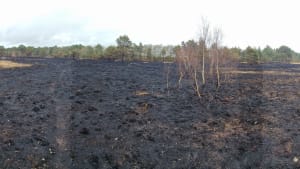 Fire at St Catherine's Hill, 5th April 2022