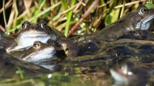 Record-breaking New Forest frog spawn sighting added to national survey