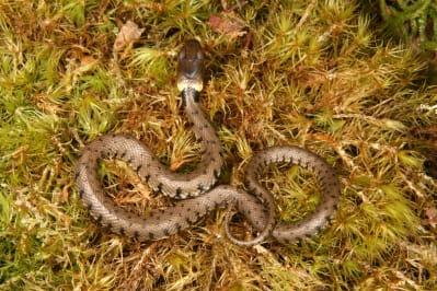 Young grass snake by Jim Foster