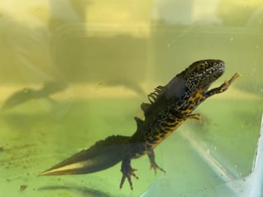 Great crested newt at a compensation site in Oxfordshire during population assessment.