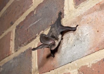 Long eared bat (c) Hugh Clark/www.bats.org.uk 