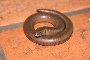slow-worm (legless lizard) 