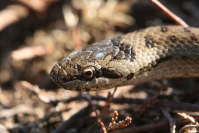 Happy New Year for Reptiles at Hankley Common | Amphibian and Reptile  Conservation