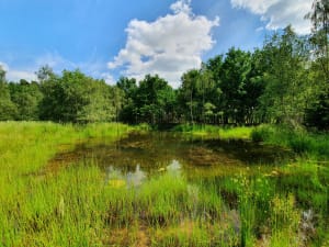 A compensation pond at five years after creation. Clean water ponds can support a wealth of plants and animals in addition to great crested newt