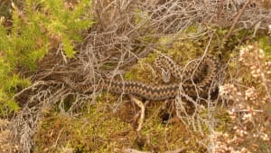 Facts and advice on adder bites