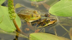 A sound start to the pool frog survey season
