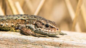 Legal protection for amphibians and reptiles update