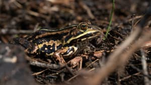 Northern pool frogs and summer drought