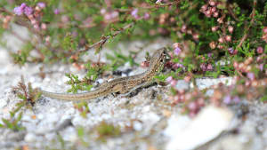Boost for UK’s rarest lizard as over 140 are released back into the wild