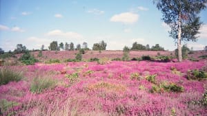 A big win for nature as heathlands bounce back