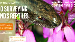 Introduction to surveying Scotland's reptiles
