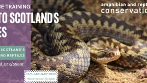 Introduction to Scotland's reptiles