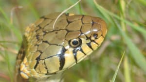 Slithering Willows - join us for a snake-tastic summer event!