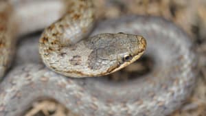 Snakes in the Heather – New video lesson series and exciting dates for your diary!