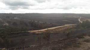 Large wildfire at Hankley Common