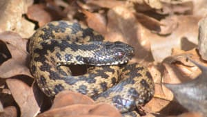 Better homes for adders in South Wales