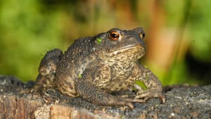 What does a heatwave mean for amphibians?