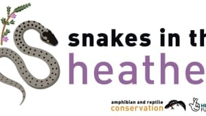 ARC Reptile Survey Training Event (online) - Saturday 25th February 2023