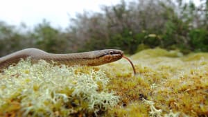 Snakes in the Heather springs into action