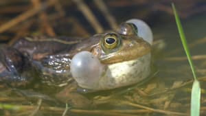 Recovering the northern pool frog – England’s rarest amphibian