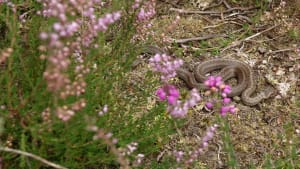 A creative first year for Snakes in the Heather
