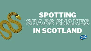 Spotting grass snakes in Scotland