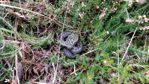 SSAAR: the pleasures and pitfalls of adder surveying