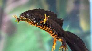 Great crested newt advice