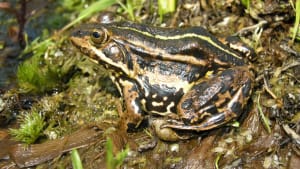 Saving species: Northern pool frogs