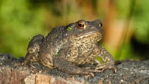 What does a heatwave mean for amphibians?
