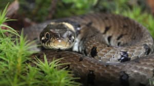 Snake fungal disease identified in wild British snakes for first time