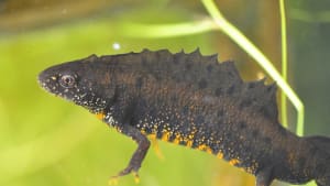New great crested newt and sand lizard reports published