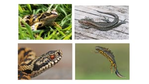 Amphibian and Reptile Survey Protocols