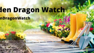 Garden Dragon Watch
