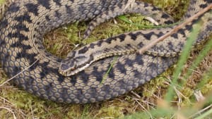 Saving Scotland's Snakes