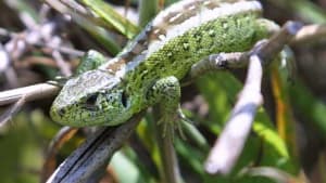 Wales Amphibian and Reptile Project