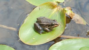 Promising news for pool frog populations
